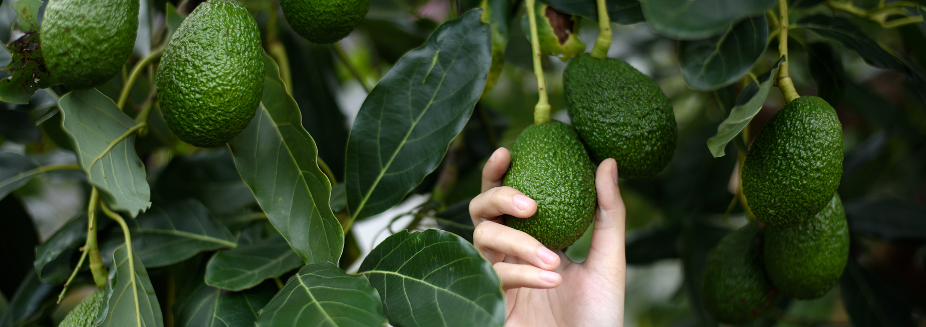 מתי עונת האבוקדו מתחילה