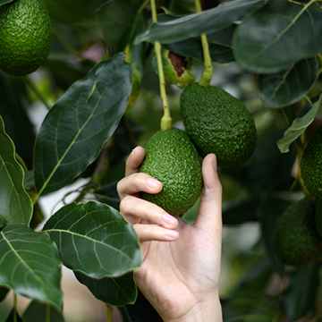 מתי מתחילה עונת האבוקדו